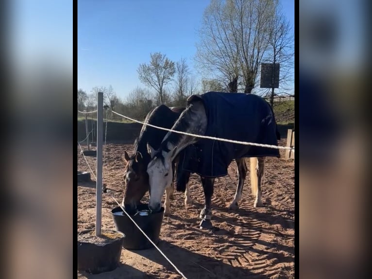Deutsches Reitpony Mix Stute 7 Jahre 150 cm Brauner in Burghaun