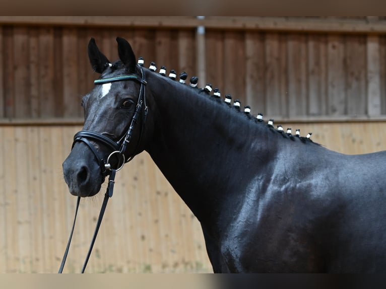 Deutsches Reitpony Stute 7 Jahre 150 cm Rappe in Reichenwalde