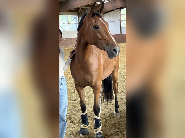 Deutsches Reitpony Stute 7 Jahre 151 cm Brauner in Eslohe