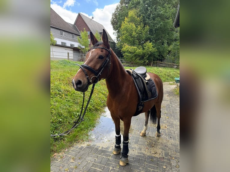 Deutsches Reitpony Stute 7 Jahre 151 cm Brauner in Eslohe