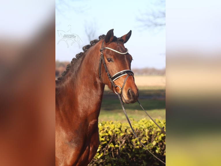 Deutsches Reitpony Stute 7 Jahre 151 cm Brauner in Reeßum