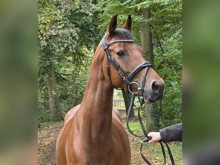 Deutsches Reitpony Stute 7 Jahre 152 cm Brauner in Wachtendonk