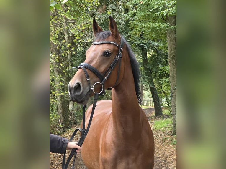 Deutsches Reitpony Stute 7 Jahre 152 cm Brauner in Wachtendonk