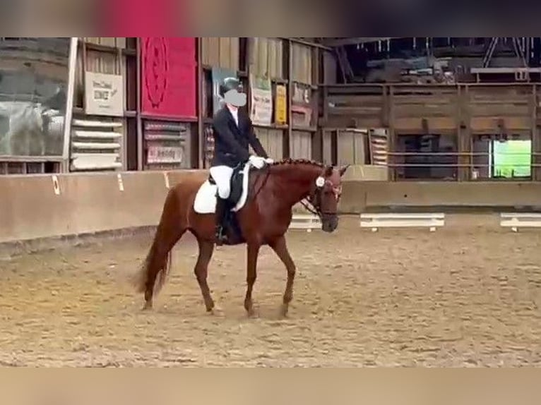 Deutsches Reitpony Stute 7 Jahre 152 cm Fuchs in Springe