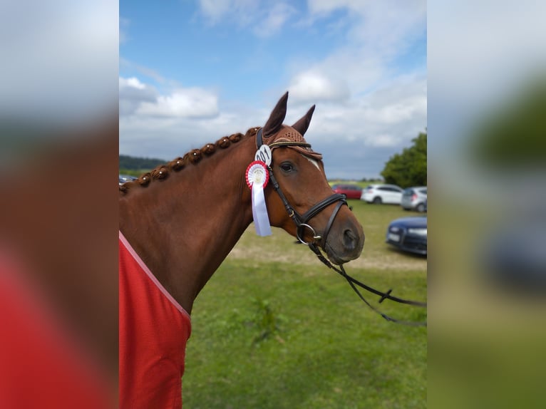 Deutsches Reitpony Stute 7 Jahre 152 cm Fuchs in Springe