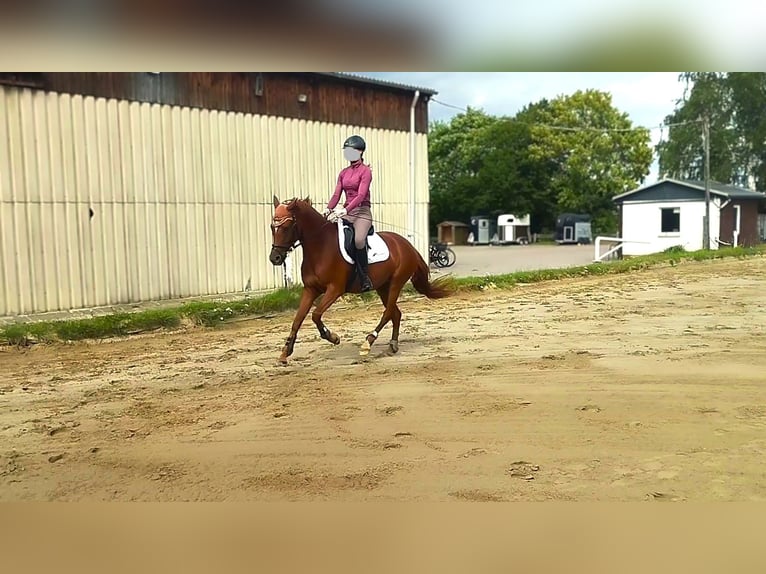 Deutsches Reitpony Stute 7 Jahre 152 cm Fuchs in Springe