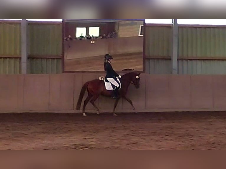 Deutsches Reitpony Stute 7 Jahre 152 cm Fuchs in Springe