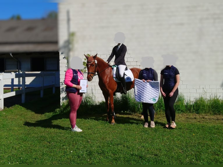 Deutsches Reitpony Stute 7 Jahre 152 cm Fuchs in Springe