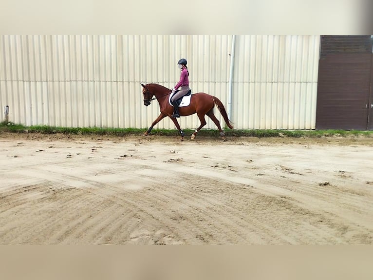 Deutsches Reitpony Stute 7 Jahre 152 cm Fuchs in Springe