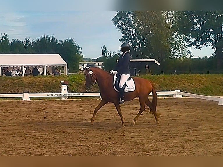 Deutsches Reitpony Stute 7 Jahre 152 cm Fuchs in Springe