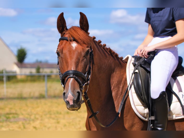 Deutsches Reitpony Stute 7 Jahre 152 cm Fuchs in Wolfhagen