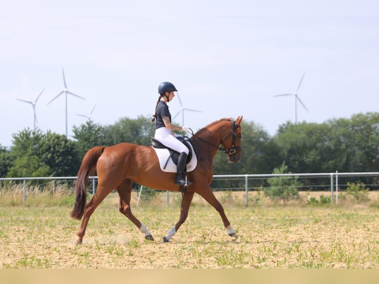 Deutsches Reitpony Stute 7 Jahre 152 cm Fuchs in Wolfhagen