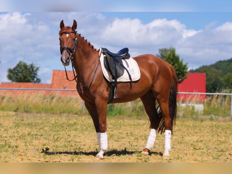 Deutsches Reitpony Stute 7 Jahre 152 cm Fuchs in Wolfhagen
