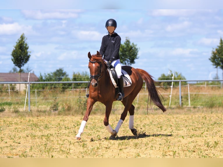 Deutsches Reitpony Stute 7 Jahre 152 cm Fuchs in Wolfhagen