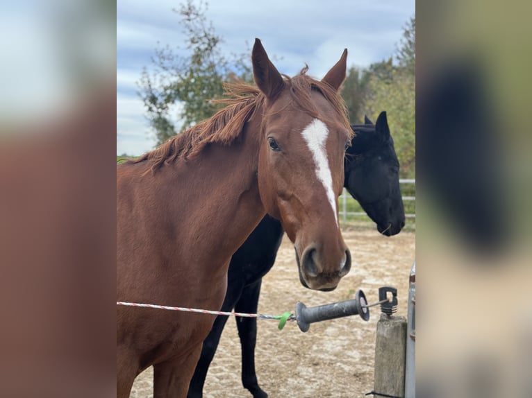 Deutsches Reitpony Stute 7 Jahre 153 cm Fuchs in Grieskirchen