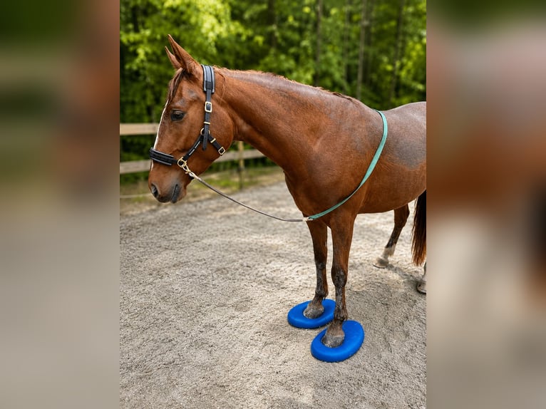Deutsches Reitpony Stute 7 Jahre 153 cm Fuchs in Grieskirchen