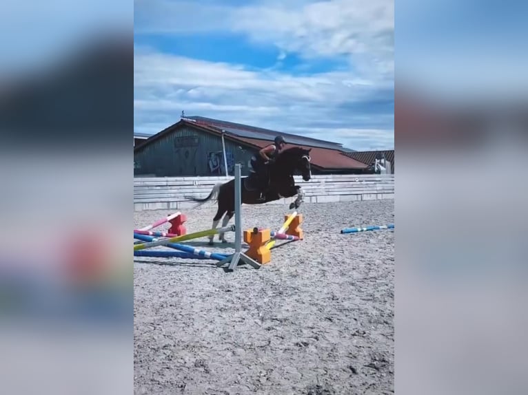 Deutsches Reitpony Mix Stute 7 Jahre 153 cm Schecke in Hofstetten