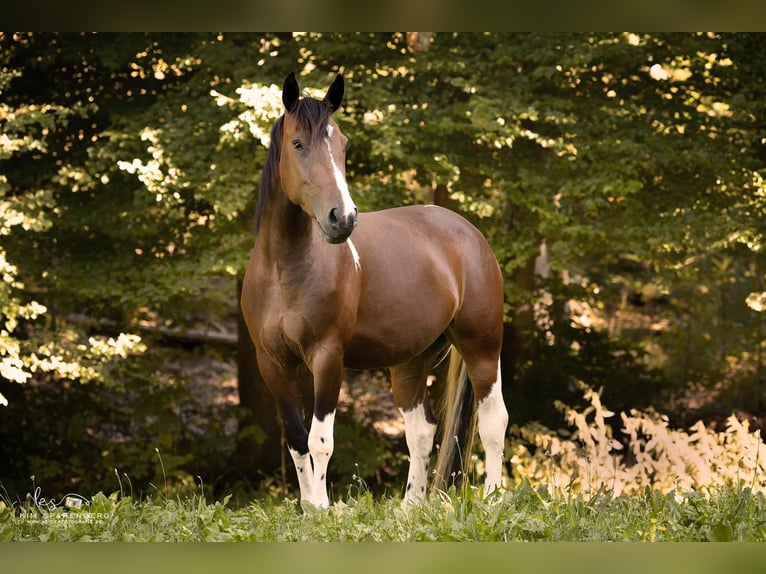 Deutsches Reitpony Mix Stute 7 Jahre 153 cm Schecke in Hofstetten