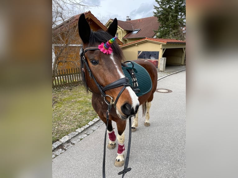 Deutsches Reitpony Mix Stute 7 Jahre 153 cm Schecke in Hofstetten