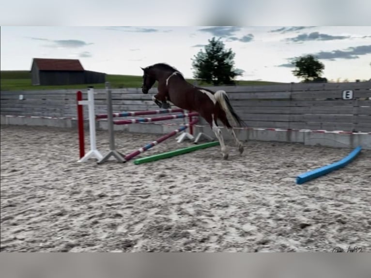 Deutsches Reitpony Mix Stute 7 Jahre 153 cm Schecke in Hofstetten