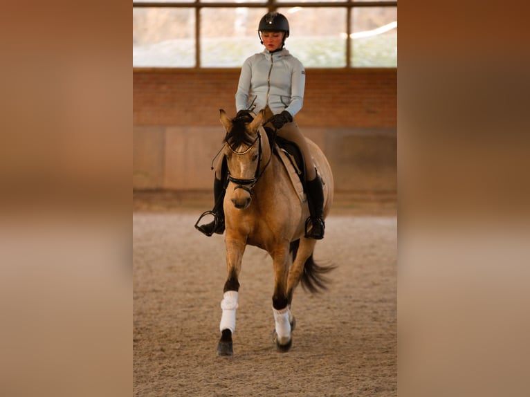 Deutsches Reitpony Stute 7 Jahre 154 cm Falbe in Düsseldorf