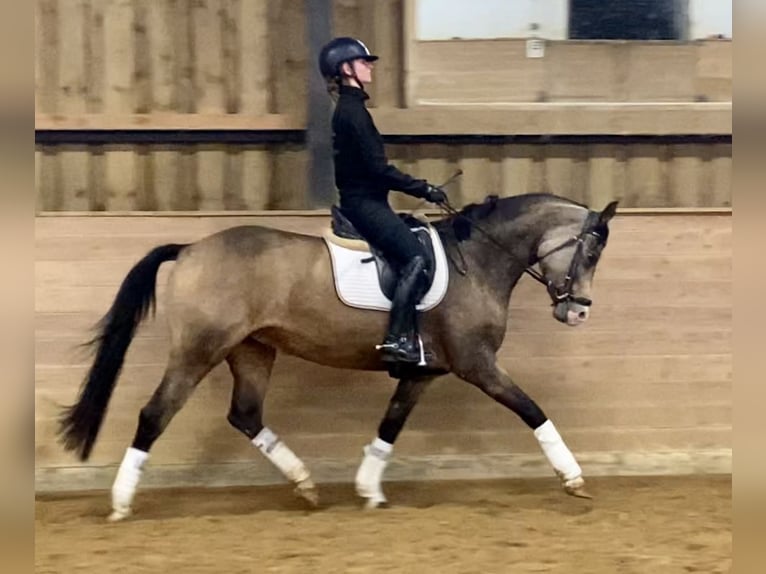 Deutsches Reitpony Stute 7 Jahre 154 cm Falbe in Ebermannstadt
