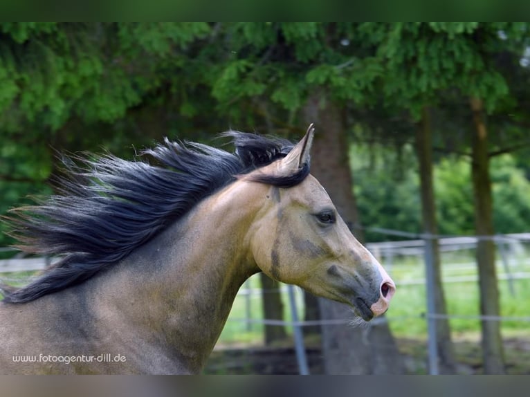 Deutsches Reitpony Stute 7 Jahre 154 cm Falbe in Ebermannstadt