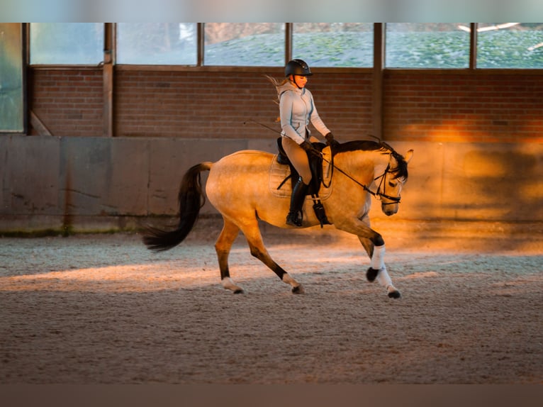 Deutsches Reitpony Stute 7 Jahre 154 cm Falbe in Ennepetal