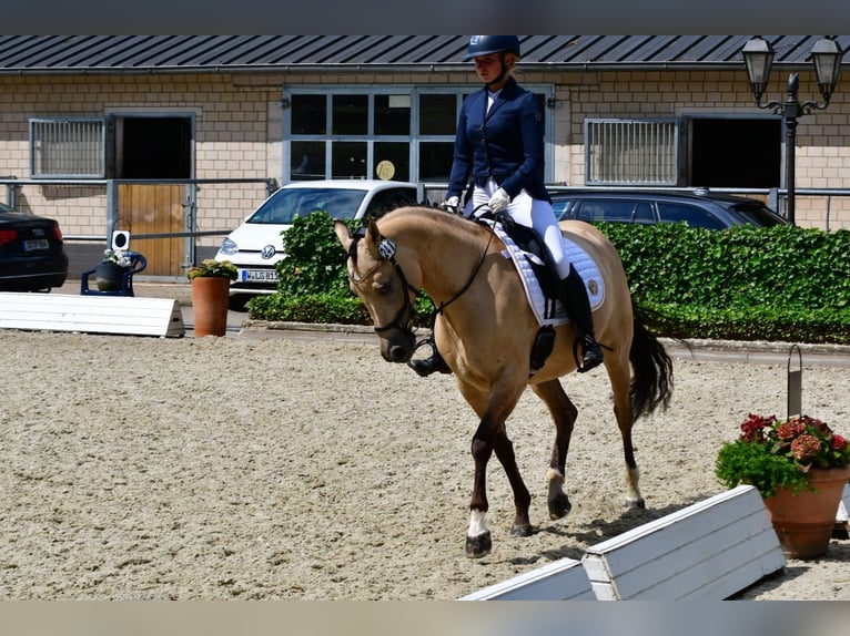 Deutsches Reitpony Stute 7 Jahre 154 cm Falbe in Ennepetal