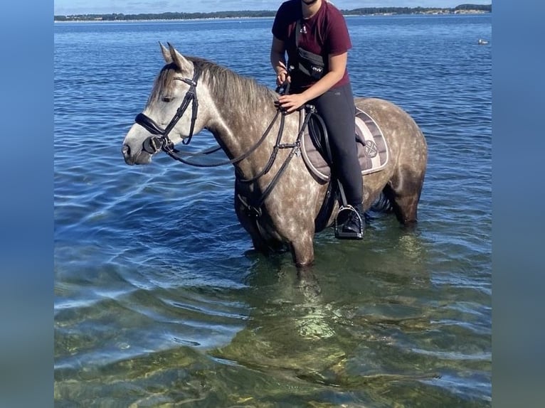 Deutsches Reitpony Stute 7 Jahre 154 cm Schimmel in Kiel