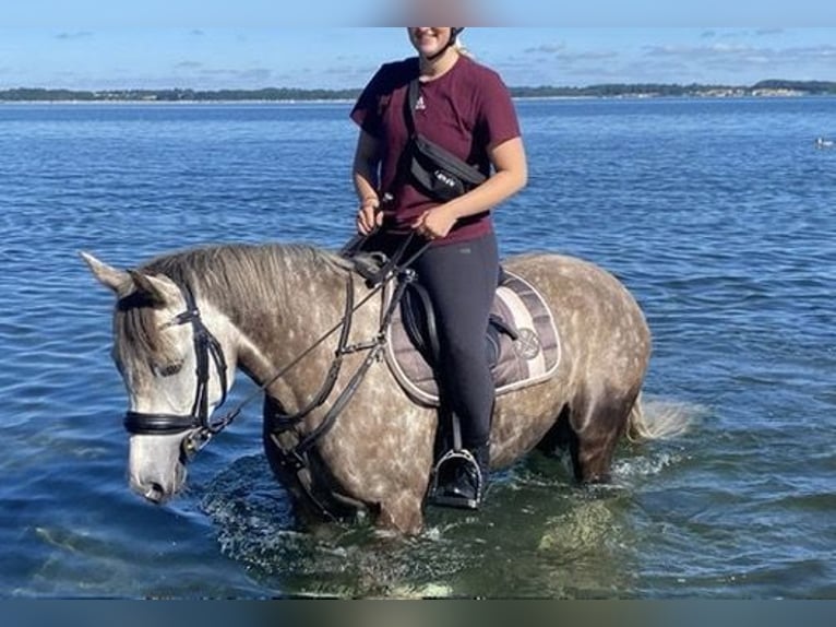 Deutsches Reitpony Stute 7 Jahre 154 cm Schimmel in Kiel