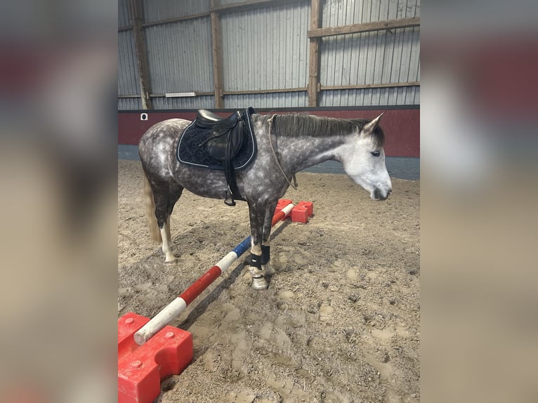 Deutsches Reitpony Stute 7 Jahre 154 cm Schimmel in Kiel