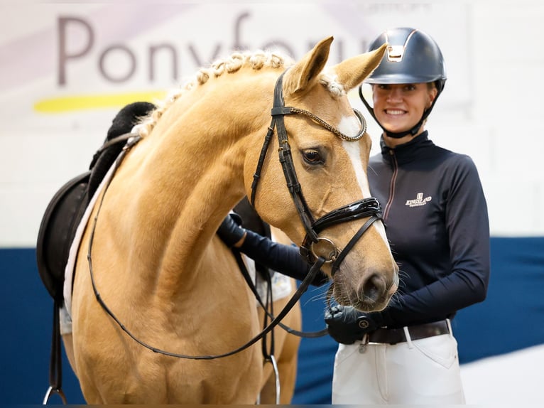 Deutsches Reitpony Stute 7 Jahre 156 cm Palomino in Marsberg