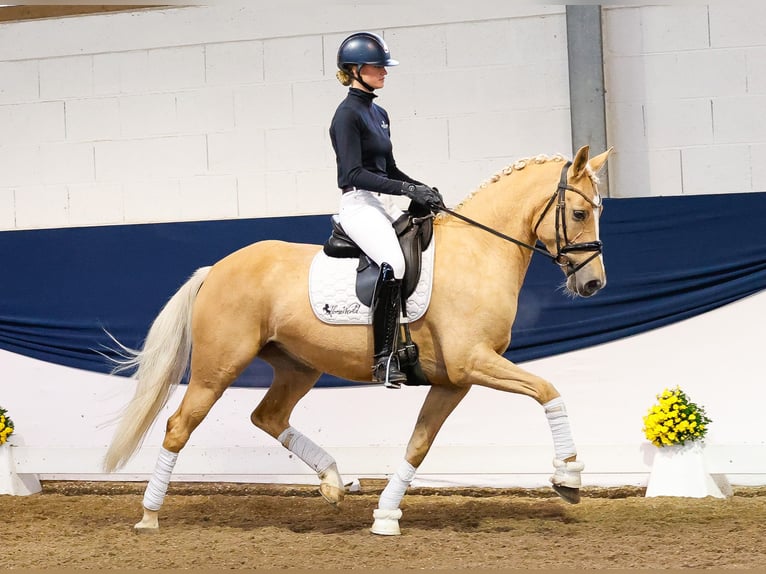 Deutsches Reitpony Stute 7 Jahre 156 cm Palomino in Marsberg