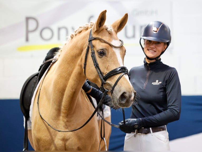 Deutsches Reitpony Stute 7 Jahre 156 cm Palomino in Marsberg