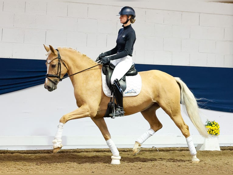 Deutsches Reitpony Stute 7 Jahre 156 cm Palomino in Marsberg
