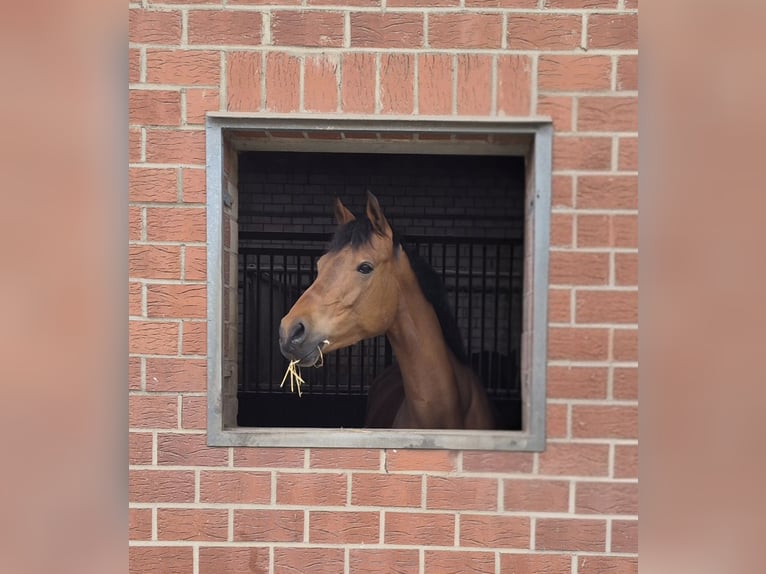 Deutsches Reitpony Stute 7 Jahre 158 cm Brauner in Leverkusen