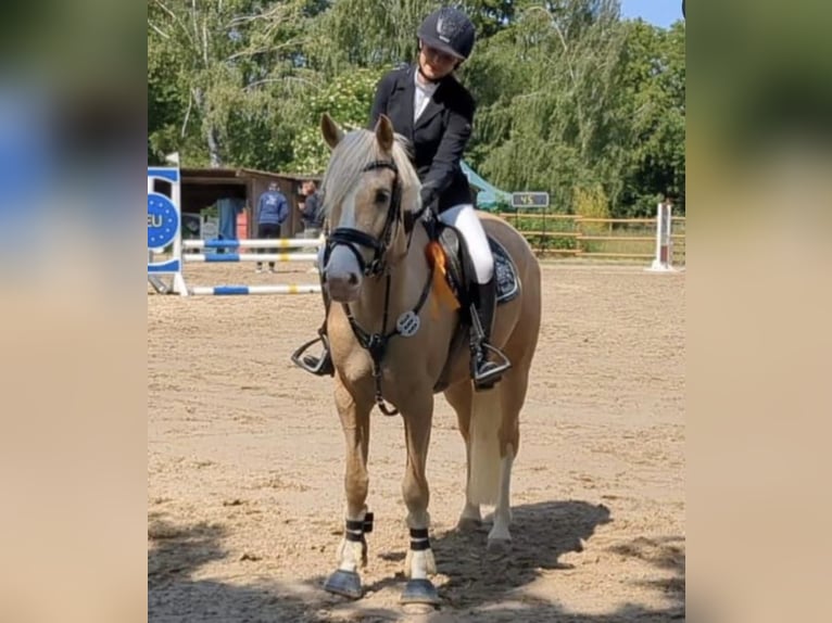 Deutsches Reitpony Stute 7 Jahre 158 cm Palomino in Bad König