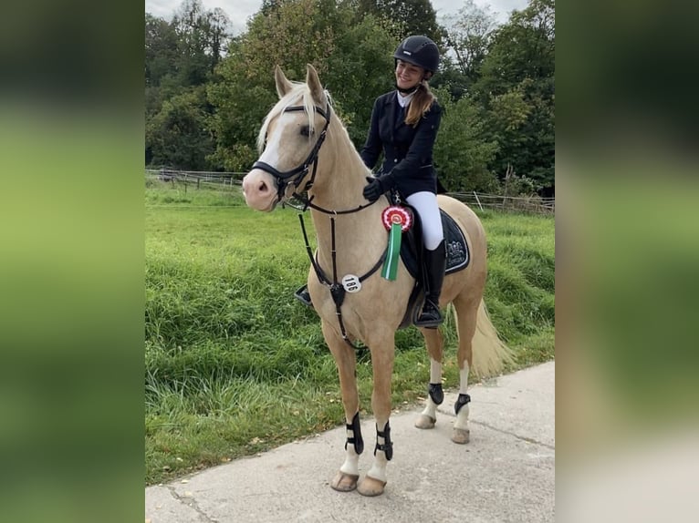 Deutsches Reitpony Stute 7 Jahre 158 cm Palomino in Bad König