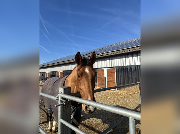 Deutsches Reitpony Stute 7 Jahre 165 cm Brauner in Lehrberg