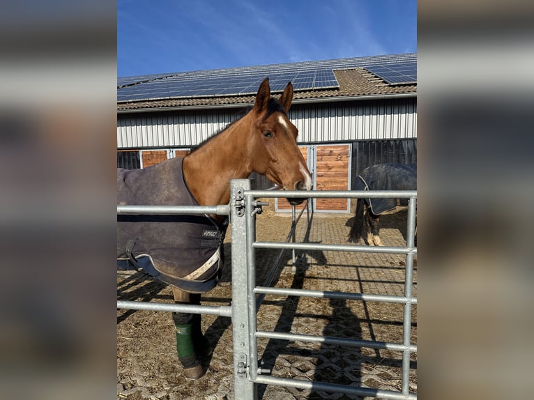 Deutsches Reitpony Stute 7 Jahre 165 cm Brauner in Lehrberg