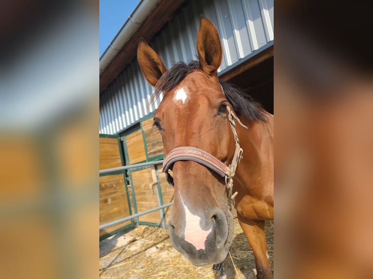 Deutsches Reitpony Stute 7 Jahre 165 cm Brauner in Lehrberg