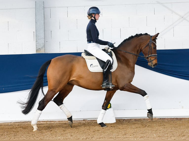 Deutsches Reitpony Stute 7 Jahre Brauner in Marsberg