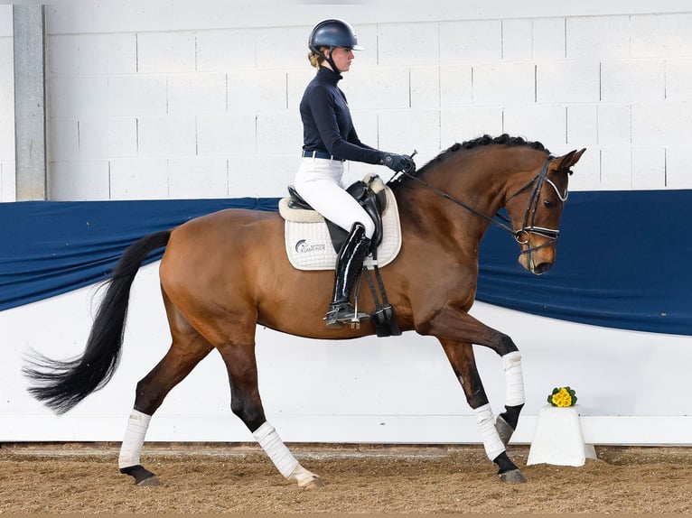 Deutsches Reitpony Stute 7 Jahre Brauner in Marsberg