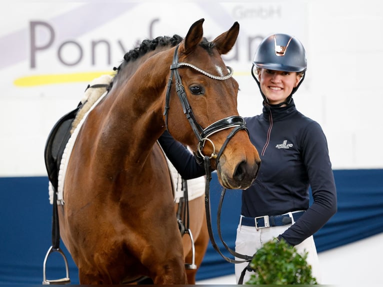 Deutsches Reitpony Stute 7 Jahre Brauner in Marsberg