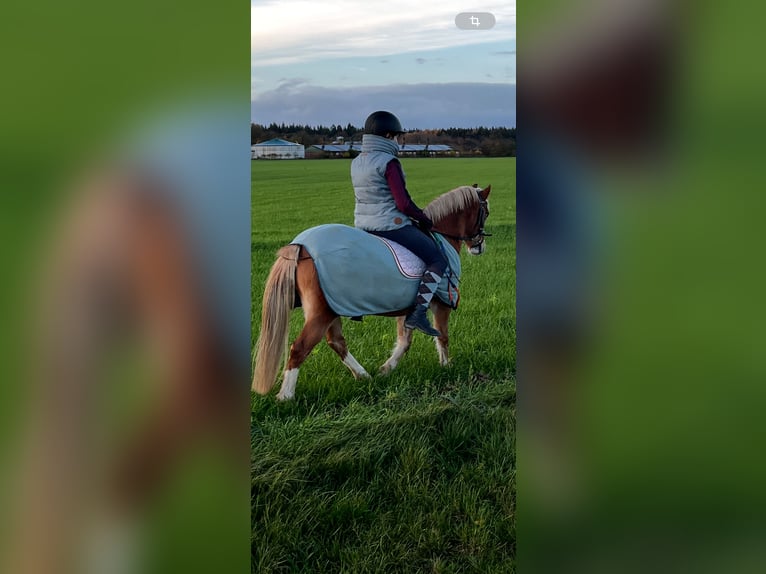 Deutsches Reitpony Stute 8 Jahre 122 cm Fuchs in TelgteTelgte