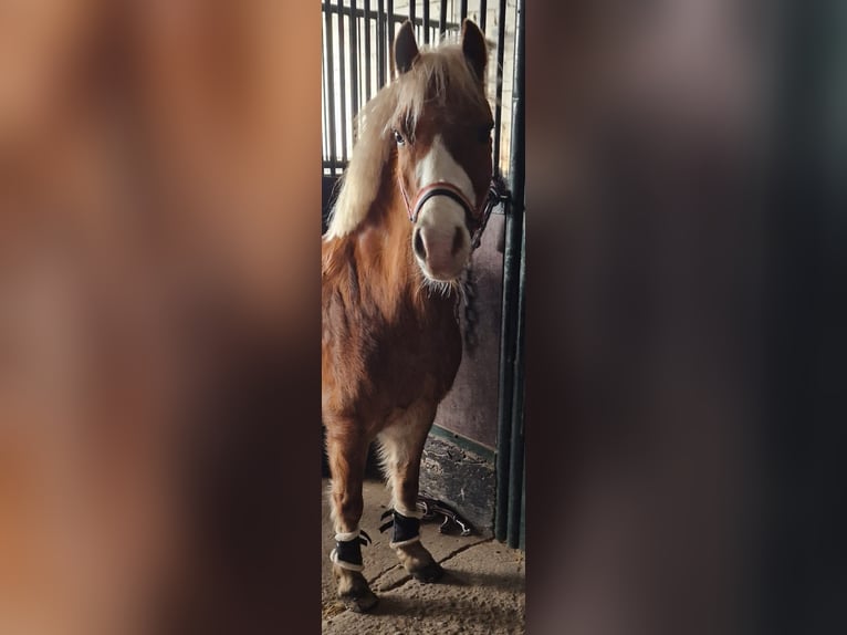 Deutsches Reitpony Stute 8 Jahre 122 cm Fuchs in TelgteTelgte