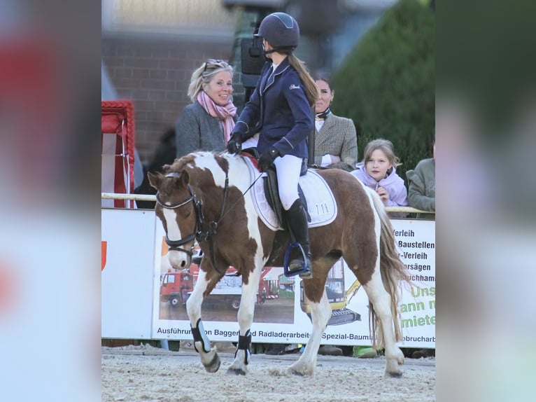 Deutsches Reitpony Stute 8 Jahre 125 cm Schecke in Adelheidsdorf
