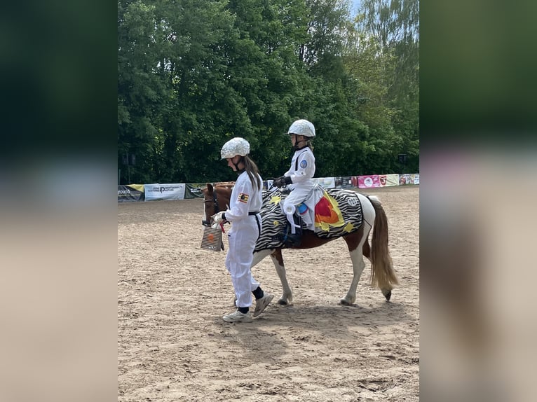 Deutsches Reitpony Stute 8 Jahre 125 cm Schecke in Adelheidsdorf