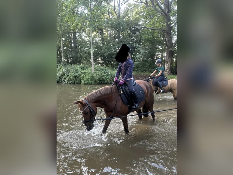 Deutsches Reitpony Mix Stute 8 Jahre 132 cm Fuchs in Gütersloh